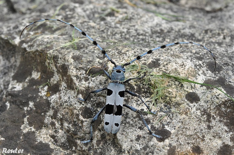 Alpenbock _Rosalia alpina_1.jpg